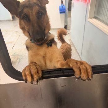 Barking Bliss - Saying Hello to Yasser!! lol - Pet Boarding Near Me - Lake Forest, California Barking Bliss - Saying Hello to Yasser!! lol - Pet Boarding Near Me - Lake Forest, California