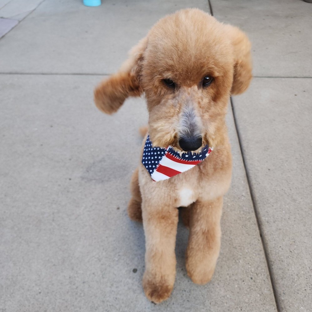 Sirias Pet Spa - Showing off his new hair cut - Pet Groomers Near Me