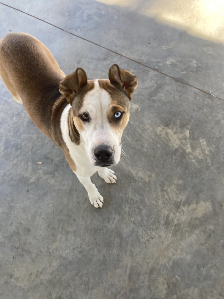 FOOTHILLS HUMANE SOCIETY Updated July 2024 989 Little Mountain Rd