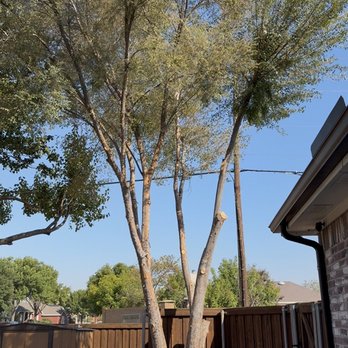 Royal Tree Service - Tree Services Near Me - Mesquite, Texas Royal Tree Service - Tree Services Near Me - Mesquite, Texas