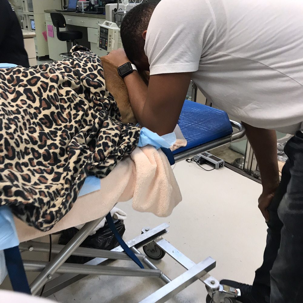 BluePearl Pet Hospital - We were devastated - Veterinarians Near Me - Spring, Texas BluePearl Pet Hospital - We were devastated - Veterinarians Near Me - Spring, Texas