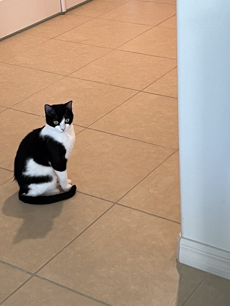 THE CATS MEOW CAT CLINIC Updated August 2024 15 Photos & 11 Reviews 1105 US Hwy 1