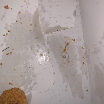 Golden Chick - Up close of the curly hair - Fast Food Near Me - Fort Worth, Texas