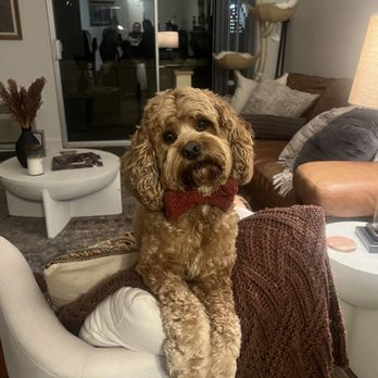 Doggie Dos - Levi looking so handsome and cute as ever - Pet Groomers Near Me - La Mesa, California Doggie Dos - Levi looking so handsome and cute as ever - Pet Groomers Near Me - La Mesa, California