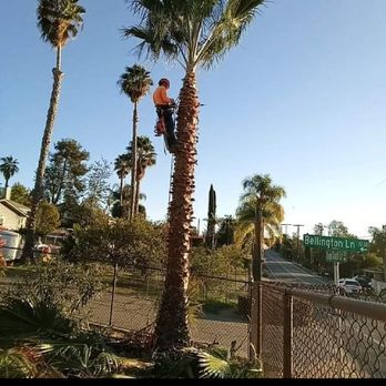 Del's - a man doing a trick on a skateboard - Tree Services Near Me - Fallbrook, California