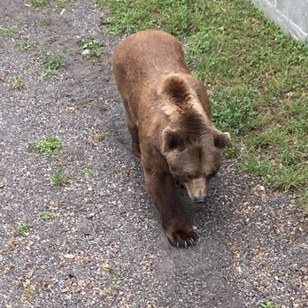 BärenPark - Brown bear - Zoos Near Me - Bern, BE