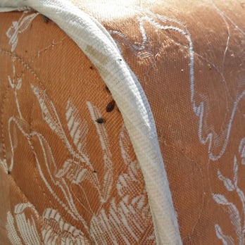Just Bedbugs Pest Control - Pest Control Near Me - Colorado Springs, Colorado Just Bedbugs Pest Control - Pest Control Near Me - Colorado Springs, Colorado