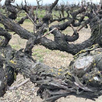 Fields Family Wines - a bunch of grape vines - Wineries Near Me - Acampo, California Fields Family Wines - a bunch of grape vines - Wineries Near Me - Acampo, California