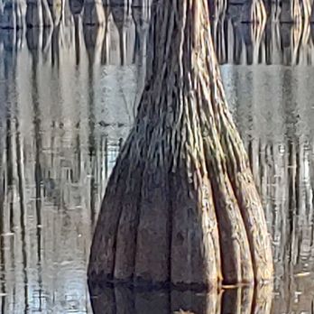 George L Smith State Park - Parks Near Me - Twin City, Georgia