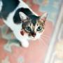 Photo of Playdates for Pets