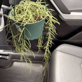 The Plant Lady - Hoya linearis - Nurseries & Gardening Near Me - San Francisco, California The Plant Lady - Hoya linearis - Nurseries & Gardening Near Me - San Francisco, California
