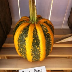 The Stoltzfus Gourd & Pumpkin Farm