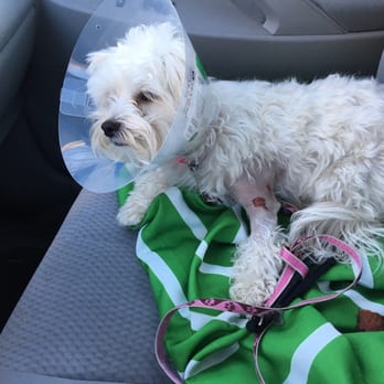 Top Dog DayCare - She's still limping and won't bear any weight on that leg - Pet Sitting Near Me - Medway, Massachusetts