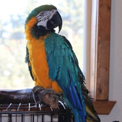 The Pet Store - MORGAN