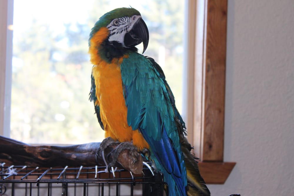 THE PET STORE Updated September 2024 24568 State Rd 35 70, Siren