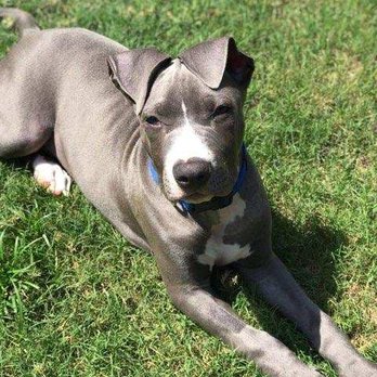 Sky-tastic Treats - Pet Stores Near Me - Corinth, Texas Sky-tastic Treats - Pet Stores Near Me - Corinth, Texas