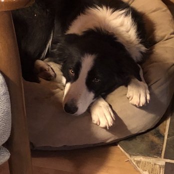 Veterinary Eye Clinic - Queen - Awesome Dog. Pre-injury. - Veterinarians Near Me - Alhambra, California Veterinary Eye Clinic - Queen - Awesome Dog. Pre-injury. - Veterinarians Near Me - Alhambra, California