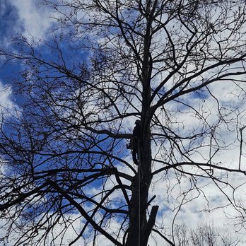 All Seasons Tree Service - Tree Services Near Me All Seasons Tree Service - Tree Services Near Me