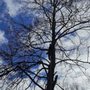 Photo of All Seasons Tree Service