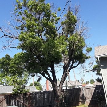 Greenwood Tree Service - tree #3 removal back side yard - Tree Services Near Me - Sacramento, California Greenwood Tree Service - tree #3 removal back side yard - Tree Services Near Me - Sacramento, California