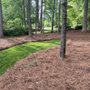 Photo of The Pine Needle Man