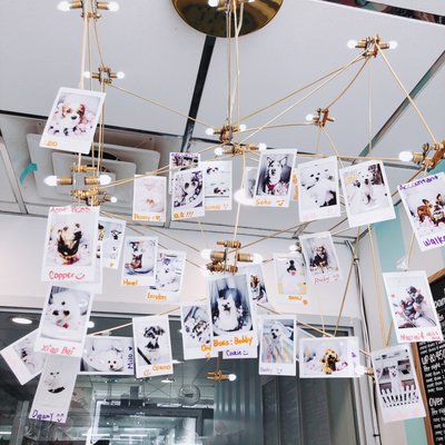 Bobby & Paws Pet Studio