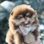 Photo of 10000 Lakes Pomeranians