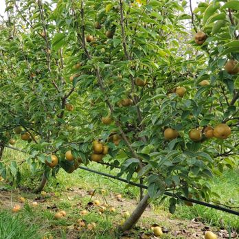 Larriland Farm - Asian pears - Fruits & Veggies Near Me - Woodbine, Maryland