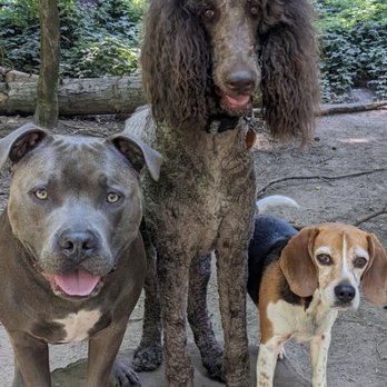 Mount Tabor Park - My pals at the park, Mount Tabor - Parks Near Me - Portland, Oregon