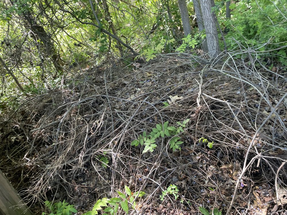 Quality Preservation - tree service in Richmond, VA