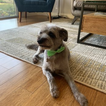 Molly Grooms Dogs - Max's haircut by Molly - Pet Groomers Near Me - Orange, California Molly Grooms Dogs - Max's haircut by Molly - Pet Groomers Near Me - Orange, California