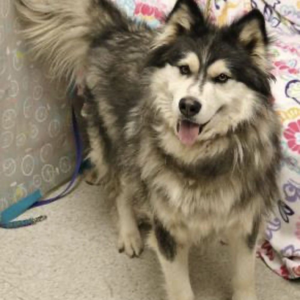 Bellevue Pet Spa - Before - Pet Groomers Near Me - Bellevue, Washington Bellevue Pet Spa - Before - Pet Groomers Near Me - Bellevue, Washington