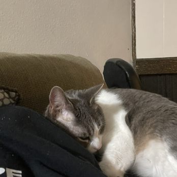 All Creatures Veterinary Emergency Clinic - Our champion sleeper and cuddle buddy, Little Bit. - Veterinarians Near Me - Folsom, California