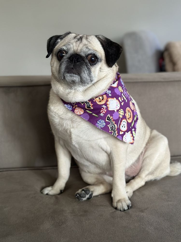 All Star Pet Grooming Image