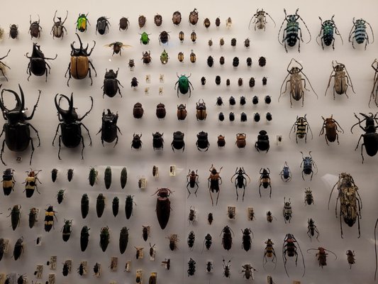 Lee Kong Chian Natural History Museum, Singapore by null