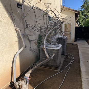Travis Tree Service - Tree #2 that was down - Tree Services Near Me - Fresno, California Travis Tree Service - Tree #2 that was down - Tree Services Near Me - Fresno, California