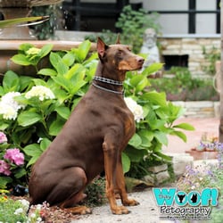 Say Woof! Petography - Rocky, a Red Doberman posed regally among the gardens of Church of the Wayfarer in Carmel,