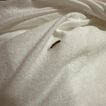Marcela Resort & Spa - Termite on bedding - Day Spas Near Me - Puerto Vallarta, JAL