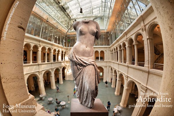 Harvard Art Museums by null