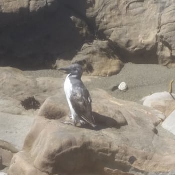 Moonstone Beach - Cute little baby murre! - Beaches Near Me - Cambria, California Moonstone Beach - Cute little baby murre! - Beaches Near Me - Cambria, California