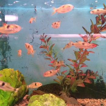 Tom's Tropical Fish - Exodons - Local Fish Stores Near Me - Long Beach, California Tom's Tropical Fish - Exodons - Local Fish Stores Near Me - Long Beach, California