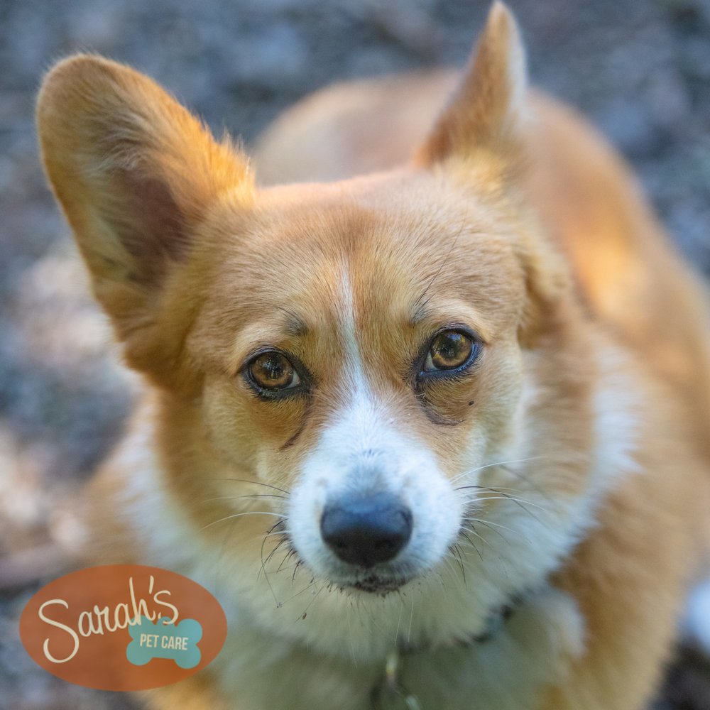 SARAH’S PET CARE Updated August 2024 79 Photos & 15 Reviews