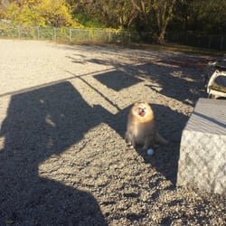 Lowell Dog Park - There are always balls!!