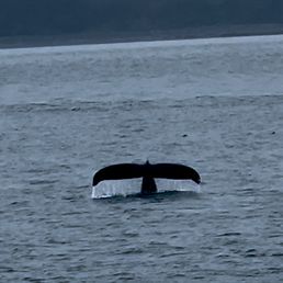 Humpback whale