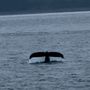 Photo of Allen Marine Tours