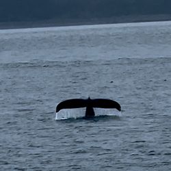 Allen Marine Tours - Humpback whale