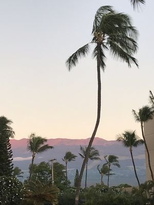 Menehune Shores Condominium by null