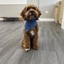 Photo of The Groomery