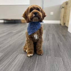 The Groomery