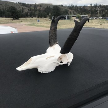 Longtab Taxidermy - Taxidermy Near Me Longtab Taxidermy - Taxidermy Near Me